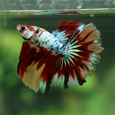 Candy/Galaxy Koi Halfmoon - 13 weeks old