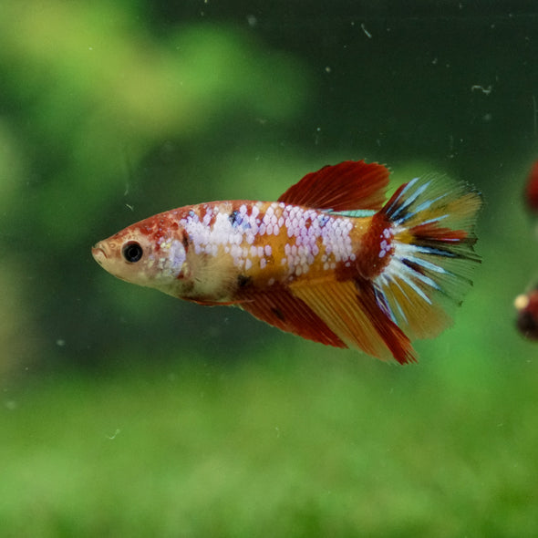 Multicolor/ Galaxy Koi Halfmoon - Female- 13 Weeks Old