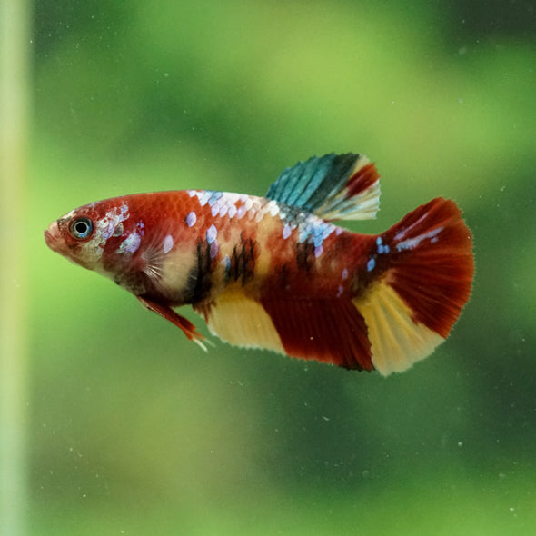 Multicolor/ Galaxy Koi Plakat- Female- 13 Weeks Old