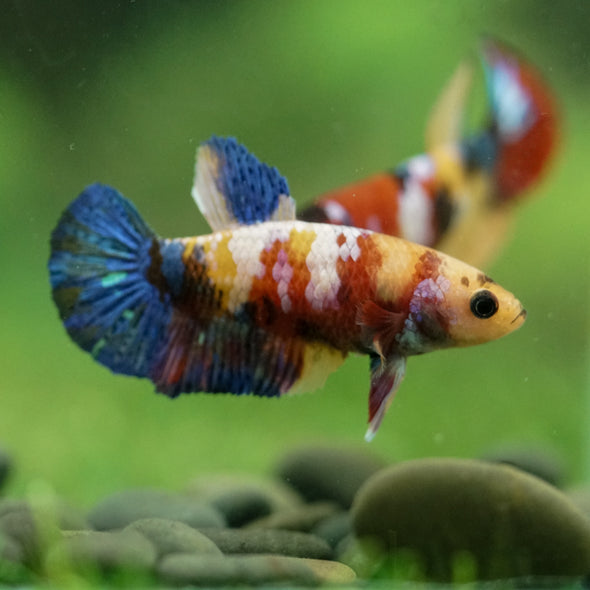 Multicolor/ Galaxy Koi Plakat- Female- 13 Weeks Old