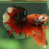 Galaxy/Candy Koi Halfmoon - 14 weeks old