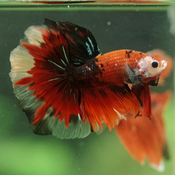 Galaxy/Candy Koi Halfmoon - 14 weeks old