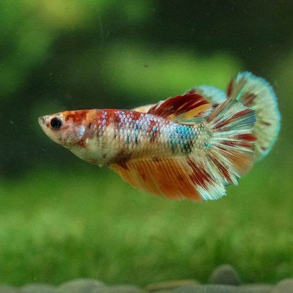 Multicolor/ Galaxy Koi Halfmoon - Female- 13 Weeks Old