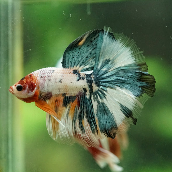Galaxy/Candy Koi Halfmoon - 14 weeks old