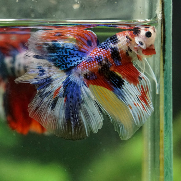Galaxy/Candy Koi Halfmoon - 14 weeks old