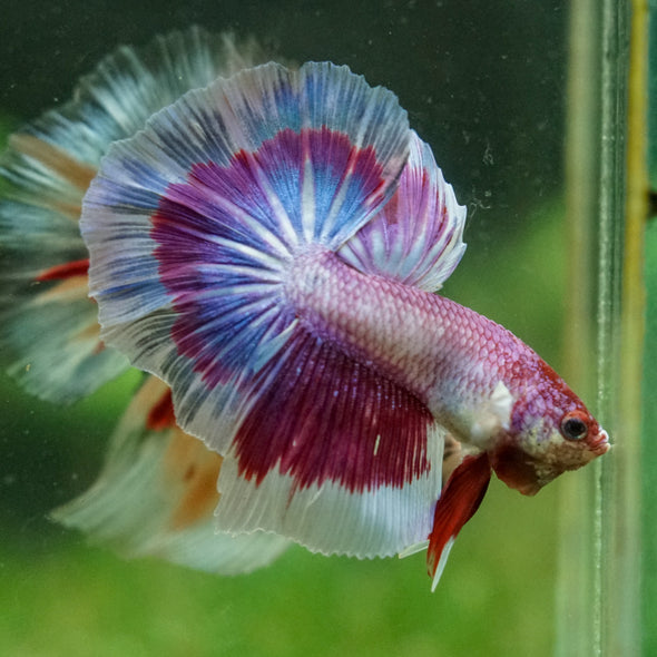 Galaxy/Candy Koi Halfmoon - 14 weeks old