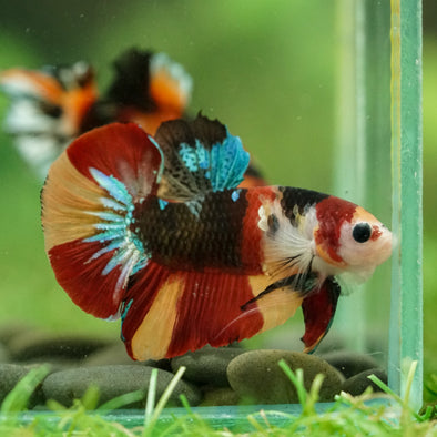 Multicolor/Galaxy Koi Plakat -16 weeks Old