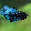 Black Koi Galaxy Plakat (Avatar) -13 weeks Old