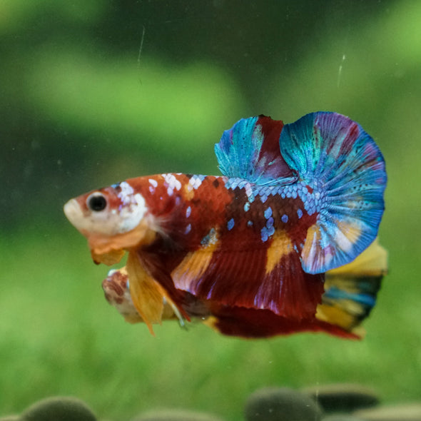 Multicolor/Galaxy Koi Plakat -13 weeks Old