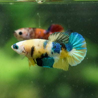 Multicolor/ Galaxy Koi Plakat- Female- 13 Weeks Old