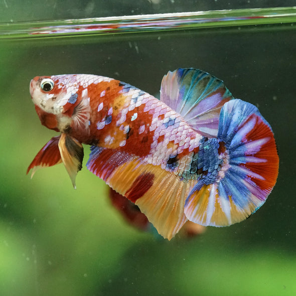 Multicolor/Galaxy Koi Plakat -16 weeks Old