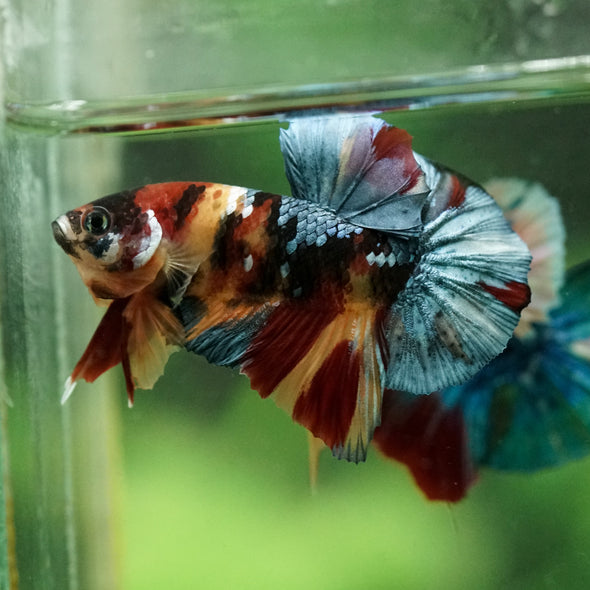 Multicolor/Galaxy Koi Plakat -16 weeks Old