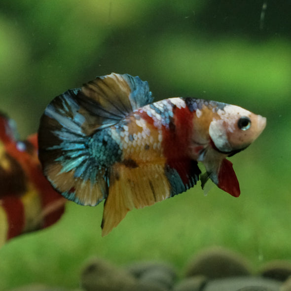 Multicolor/Galaxy Koi Plakat -13 weeks Old