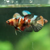 Multicolor/ Galaxy Koi Plakat- Female- 13 Weeks Old