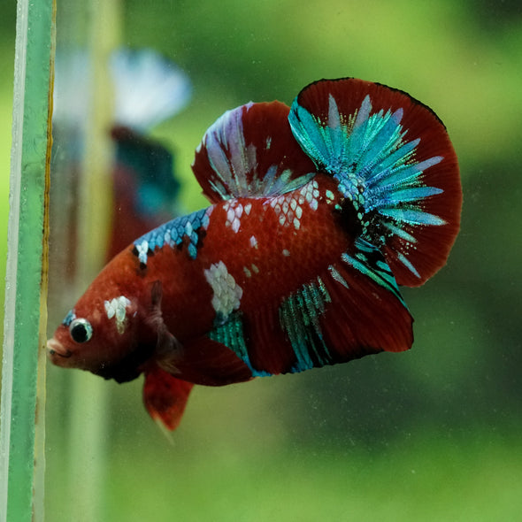 Multicolor/Galaxy Koi Plakat -15 weeks Old