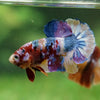 Multicolor/Galaxy Koi Plakat -13 weeks Old