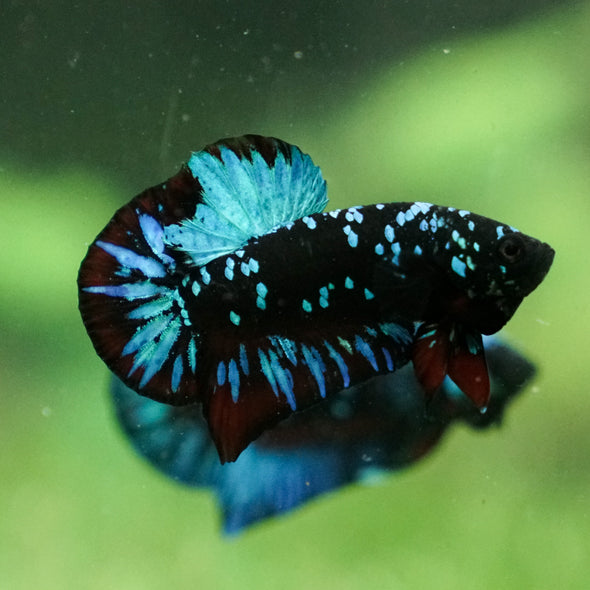 Black Koi Galaxy Plakat (Avatar) -13 weeks Old