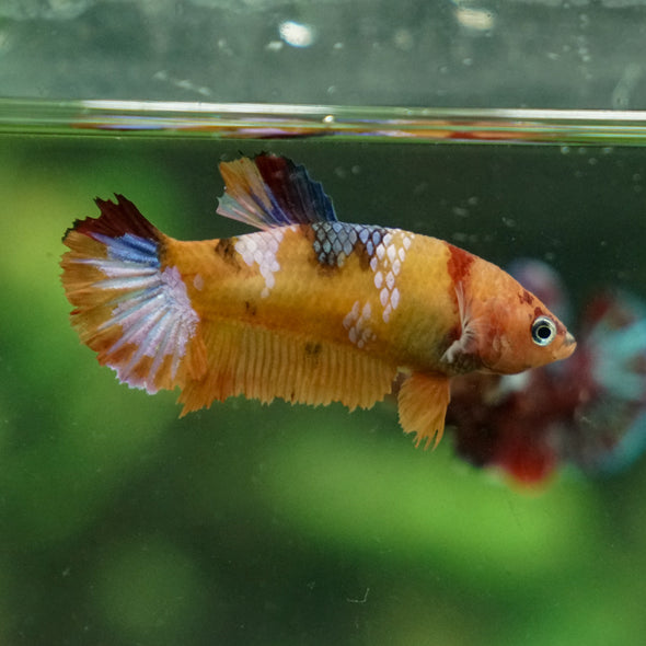 Multicolor/ Galaxy Koi Plakat - Female- 13 Weeks Old