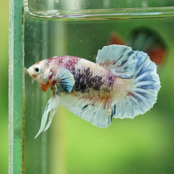 Multicolor/Galaxy Koi Plakat -10 weeks Old