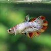 Multicolor/ Galaxy Koi Halfmoon- Female- 13 Weeks Old