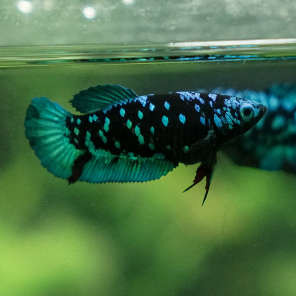 Multicolor/ Galaxy Koi Plakat - Female- 13 Weeks Old