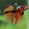 Galaxy/Candy Koi Halfmoon - 14 weeks old