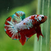 Multicolor/Galaxy Koi Plakat -16 weeks Old