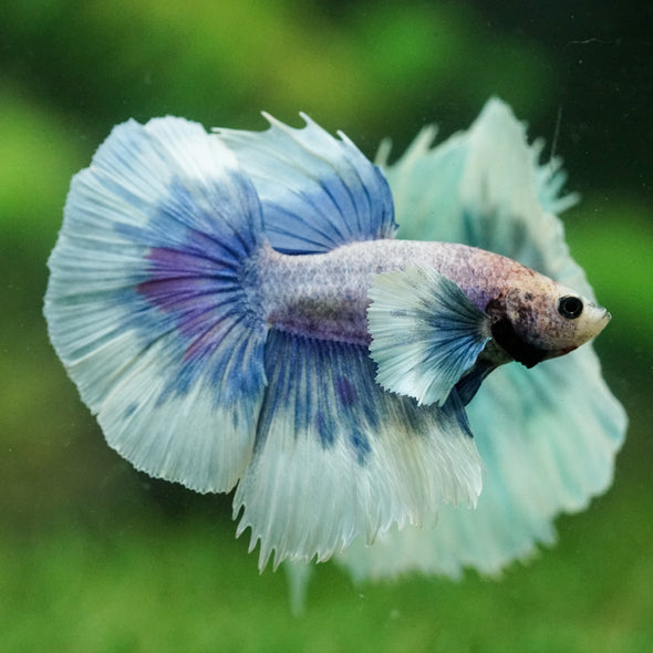 Dumbo Halfmoon - 12 weeks old