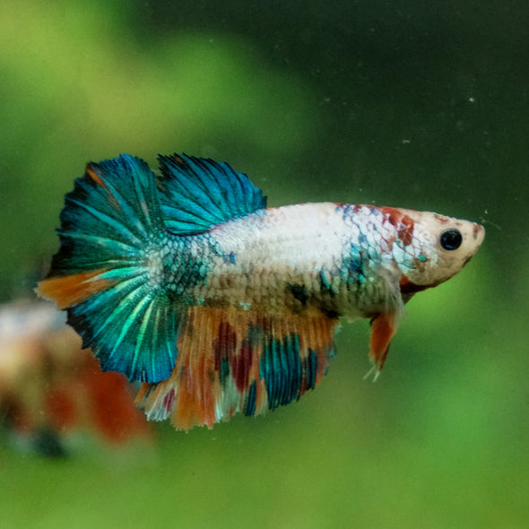 Multicolor/ Galaxy Koi Halfmoon - Female- 13 Weeks Old