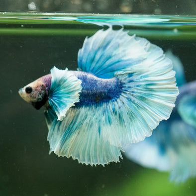 Dumbo Halfmoon - 12 weeks old