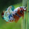 Multicolor/Galaxy Koi Plakat -16 weeks Old