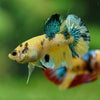 Multicolor/Galaxy Koi Plakat -16 weeks Old