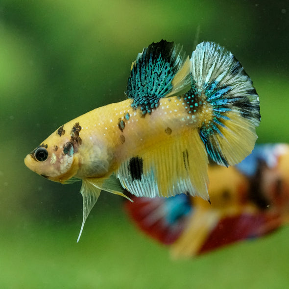 Multicolor/Galaxy Koi Plakat -16 weeks Old