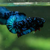 Black Koi Galaxy Plakat (Avatar) -13 weeks Old