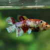 Multicolor/ Galaxy Koi Halfmoon - Female- 13 Weeks Old