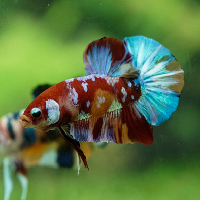 Multicolor/Galaxy Koi Plakat -15 weeks Old