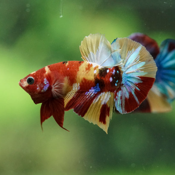 Multicolor/Galaxy Koi Plakat -16 weeks Old