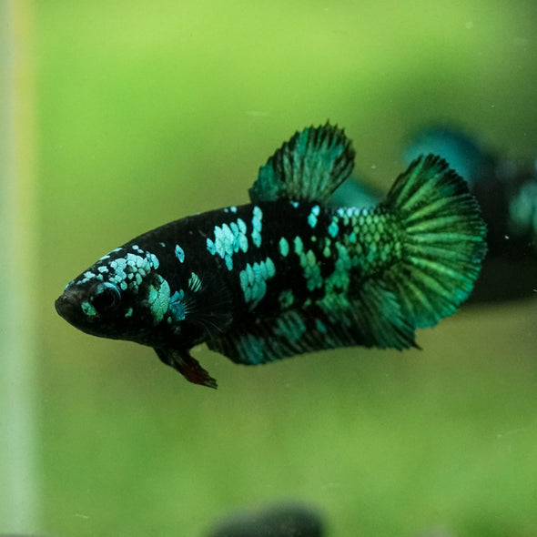 Black Galaxy Koi Plakat (Avatar) - Female- 13 Weeks Old