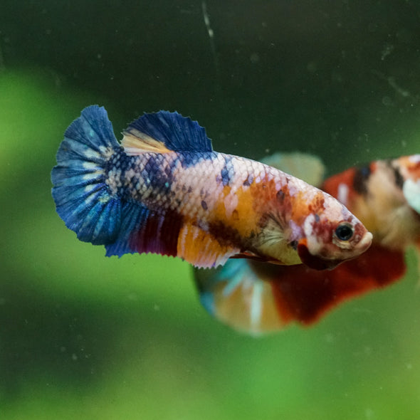 Multicolor/ Galaxy Koi Plakat- Female- 13 Weeks Old