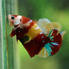 Multicolor/Galaxy Koi Plakat -16 weeks Old