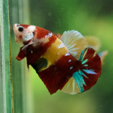 Multicolor/Galaxy Koi Plakat -16 weeks Old