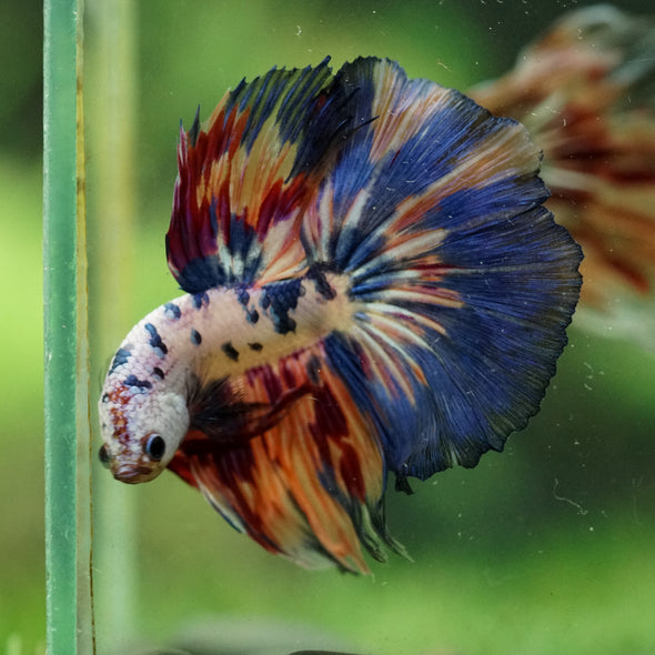 Galaxy/Candy Koi Halfmoon - 14 weeks old