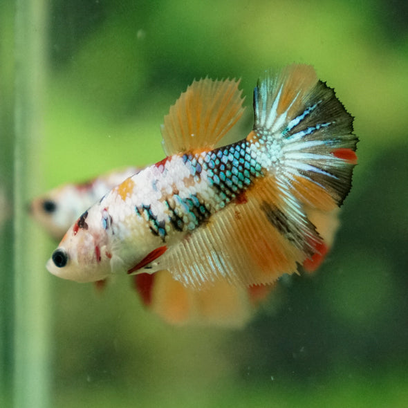 Multicolor/ Galaxy Koi Halfmoon- Female- 13 Weeks Old