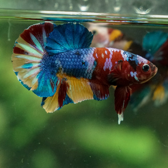 Multicolor/Galaxy Koi Plakat -13 weeks Old