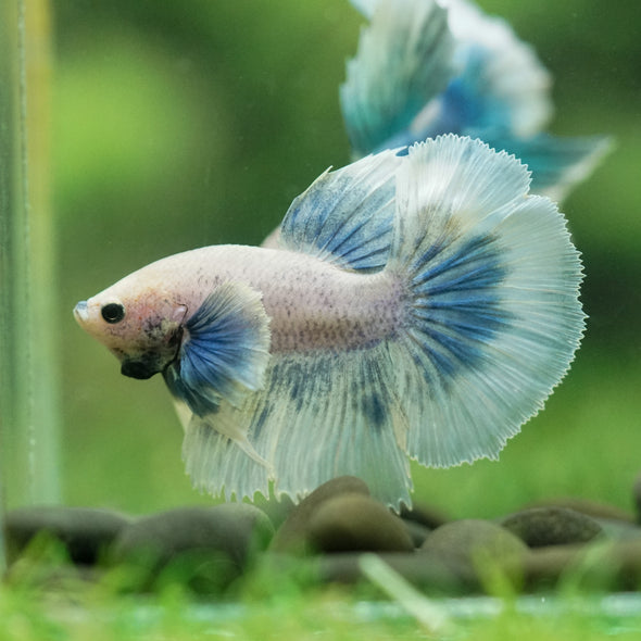 Dumbo Halfmoon - 10 weeks old