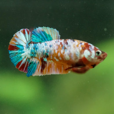 Multicolor/ Galaxy Koi Plakat- Female- 13 Weeks Old