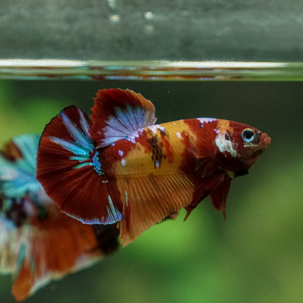 Multicolor/Galaxy Koi Plakat -13 weeks Old