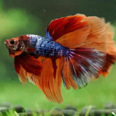 Galaxy/Candy Koi Halfmoon - 14 weeks old