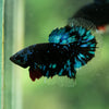 Black Base Galaxy/Candy Koi Halfmoon - 14 weeks old
