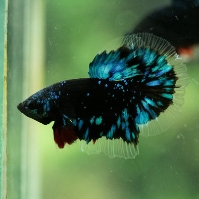 Black Base Galaxy/Candy Koi Halfmoon - 14 weeks old
